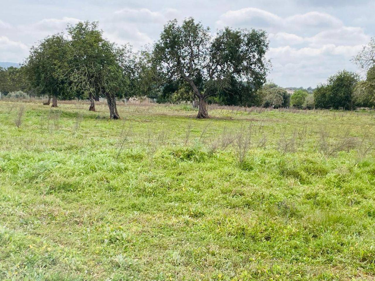 Building plot close to Cas Concos - 1