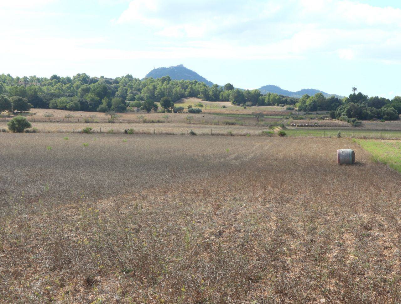 PLOT IN THE ZONE MANACOR - 1