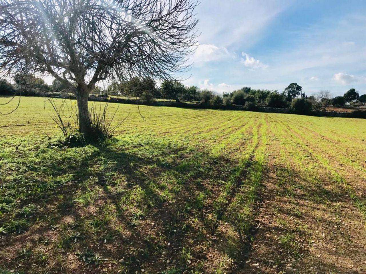 Plot of land in Son Barcelo - 1