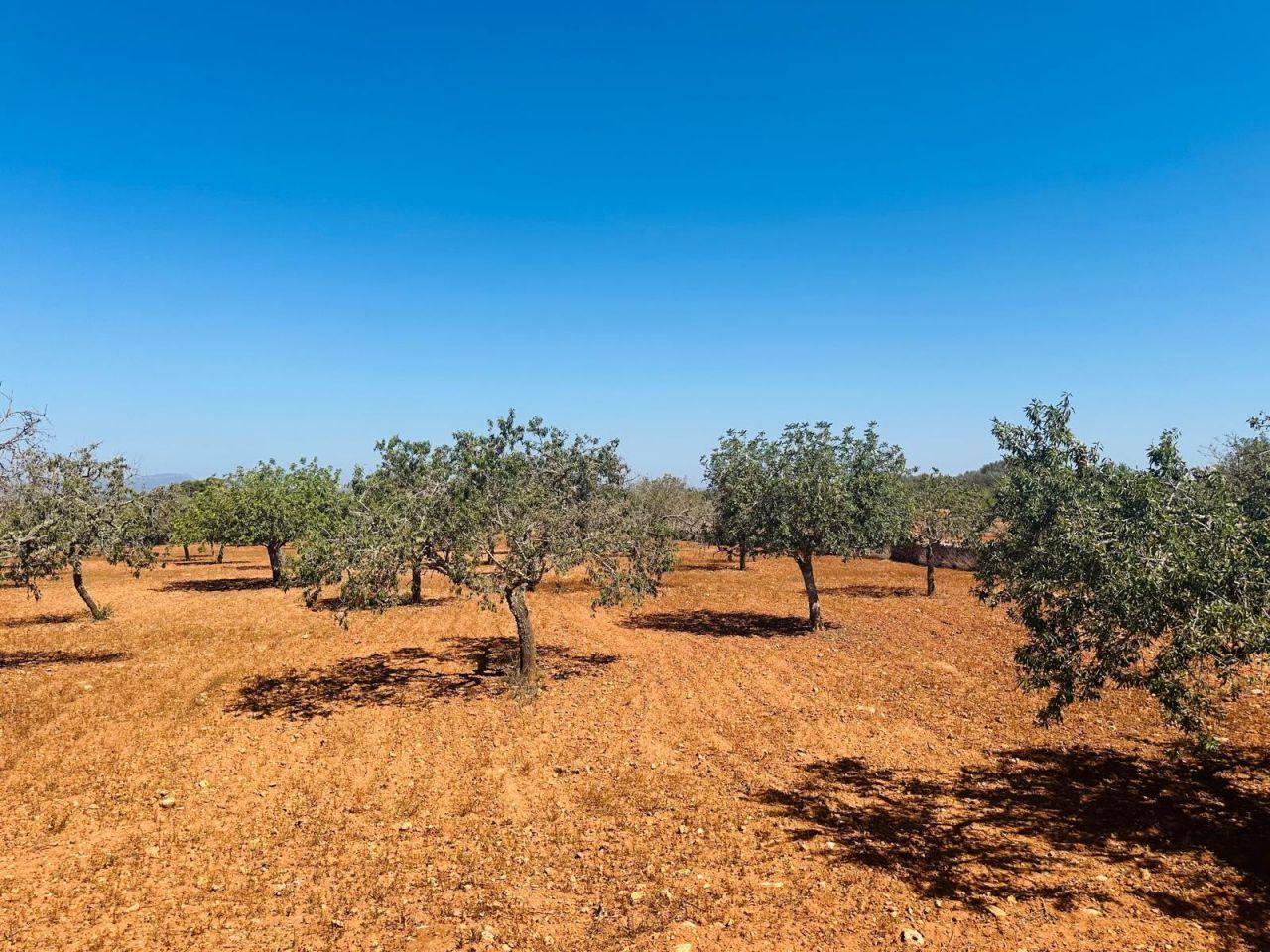 Beautiful rustical finca between Cas Concos and Santanyí - 1