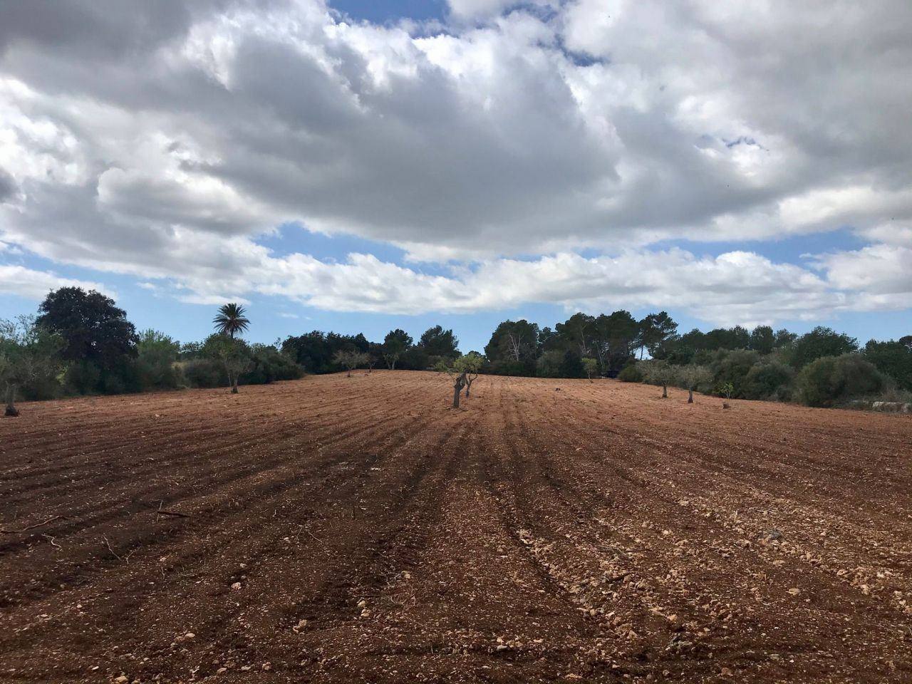 Beautiful finca with project in Cas Concos - 1