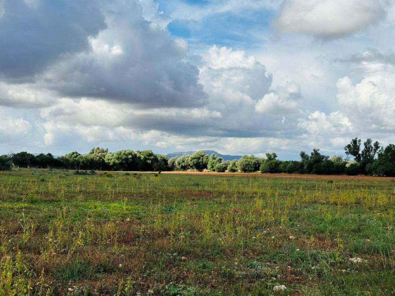 Old finca near Felanitx with large plot of land - 1