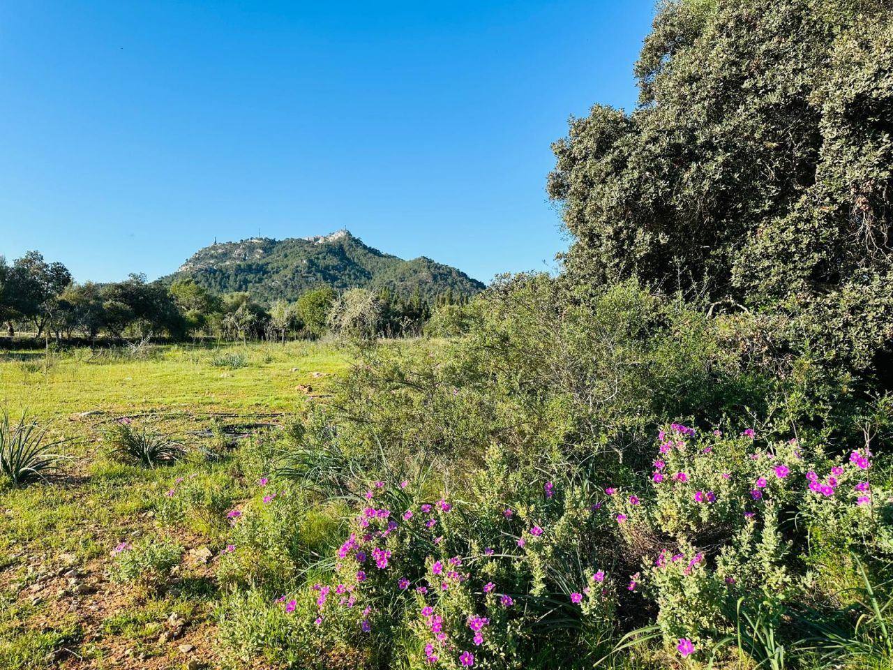 Buildable rustic plot for sale in Felanitx with views of San Salvador - 1